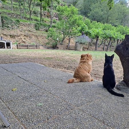 Agricamping Ponteraggio N.1 Ξενοδοχείο Dolceacqua Εξωτερικό φωτογραφία