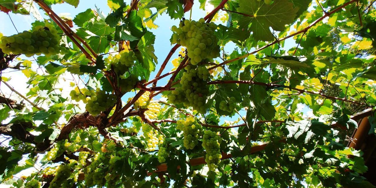 Agricamping Ponteraggio N.1 Ξενοδοχείο Dolceacqua Εξωτερικό φωτογραφία
