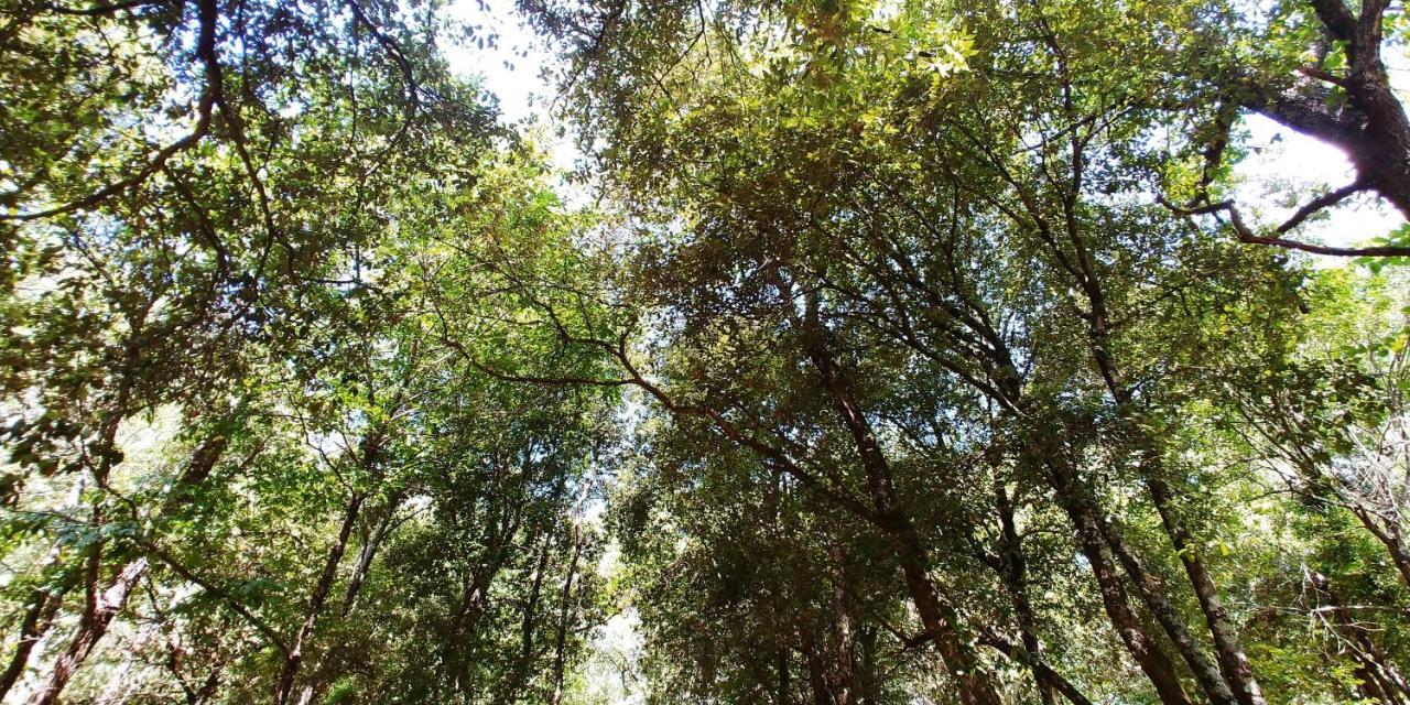 Agricamping Ponteraggio N.1 Ξενοδοχείο Dolceacqua Εξωτερικό φωτογραφία