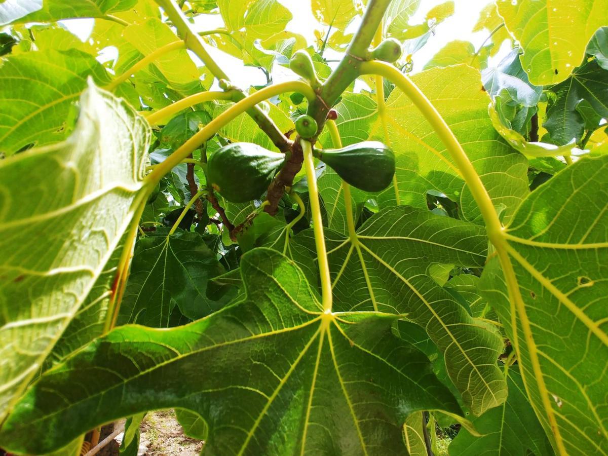 Agricamping Ponteraggio N.1 Ξενοδοχείο Dolceacqua Εξωτερικό φωτογραφία