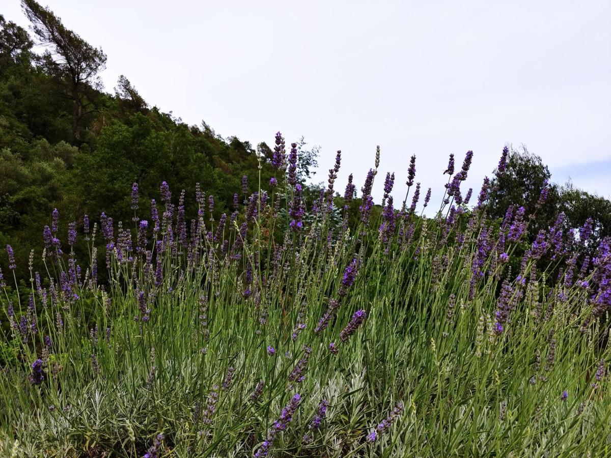 Agricamping Ponteraggio N.1 Ξενοδοχείο Dolceacqua Εξωτερικό φωτογραφία