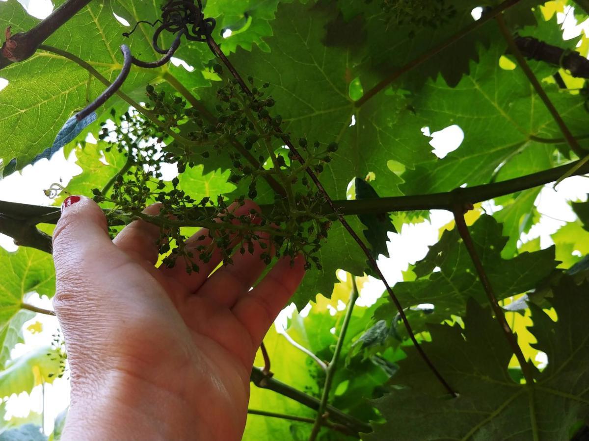 Agricamping Ponteraggio N.1 Ξενοδοχείο Dolceacqua Εξωτερικό φωτογραφία